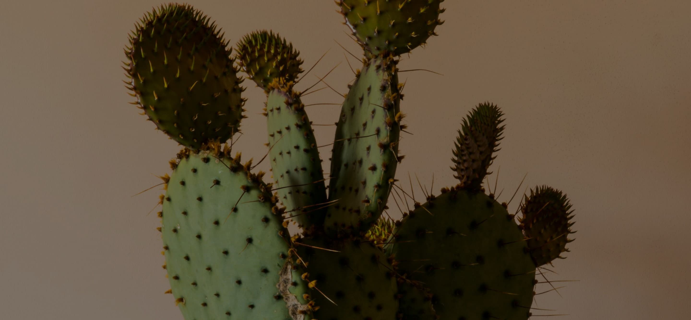 Talking to the wrong website vendor will cost you dearly